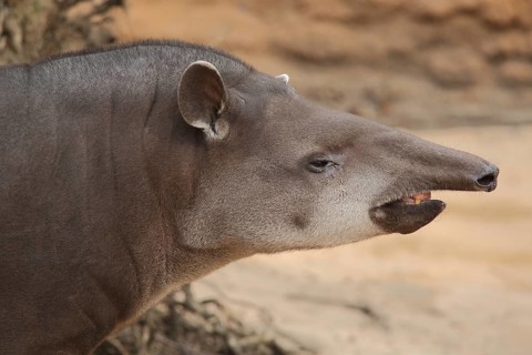 Lowland tapir