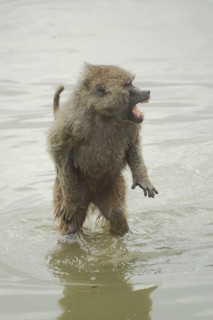 Anubis baboon