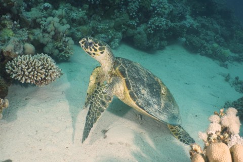 Hawksbill sea turtle