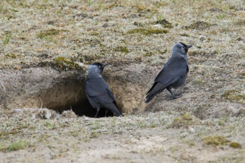 Western jackdaws