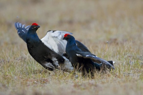 Black grouse