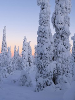 Dawn and snow-covered trees in Pyhae-Luosto National Park