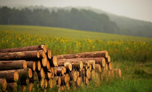 Sunflower field and wood pile
