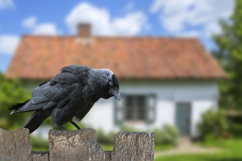 Western jackdaw