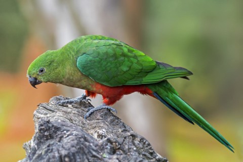 Australian king parrot