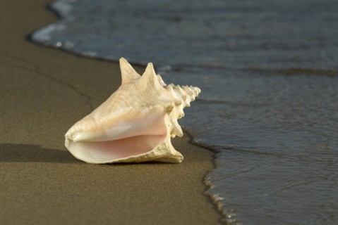Adult Queen Conch shell Strombus gigas