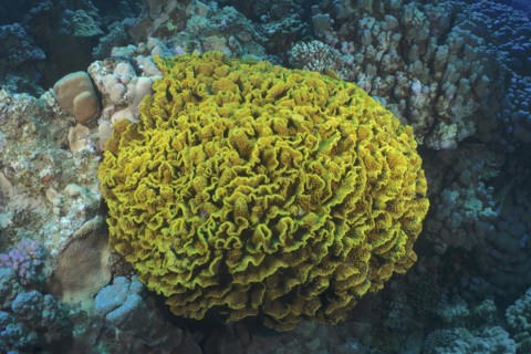 Yellow scroll coral
