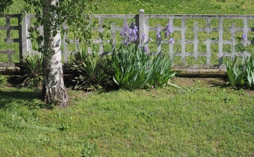 Iris