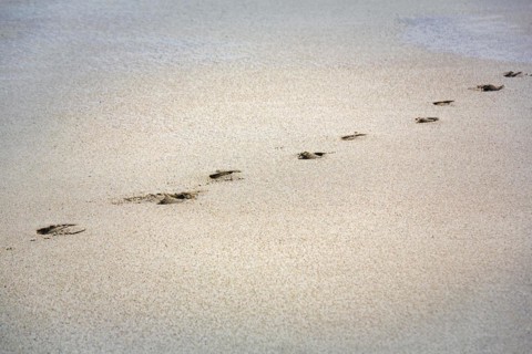 Footprint