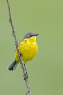 Western yellow wagtail