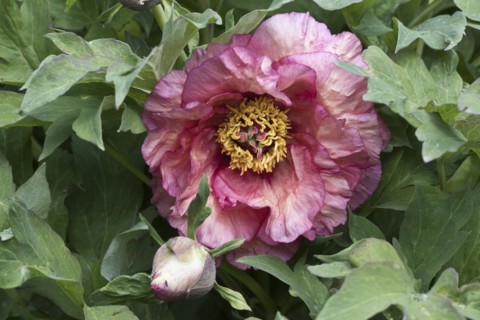 (Paeonia suffruticosa) Ruffled Sunset, Emsland, Lower Saxony, Germany, Europe