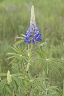 Lupine