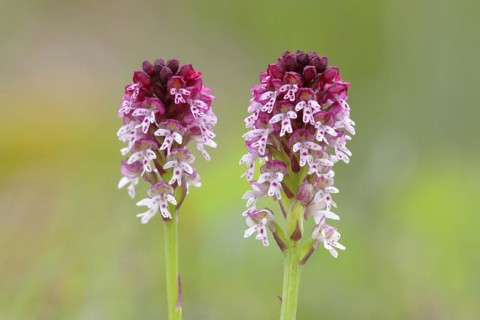 Burnt-tip orchid