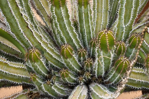 Spurge
