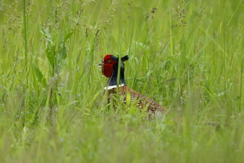 Pheasant