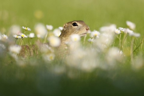 Gopher