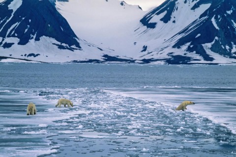 Polar bears on the way to crossing an ice chute in an arctic coastal landscape on Spitsbergen