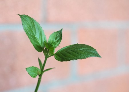 Peppermint