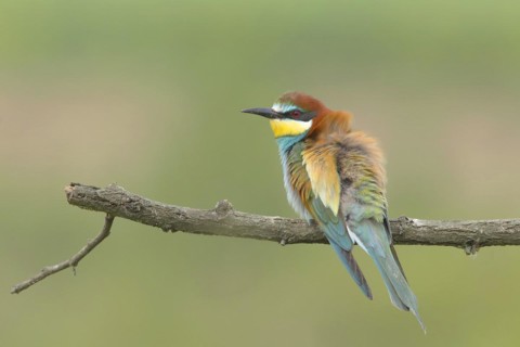 Bee-eater