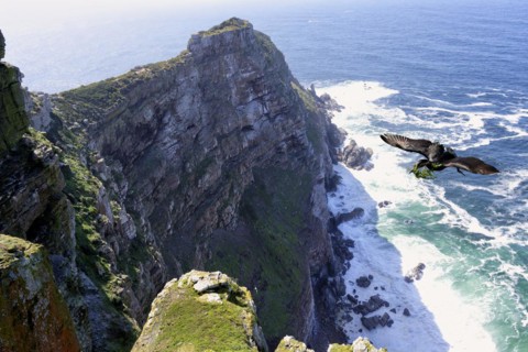 Cape Cormorant