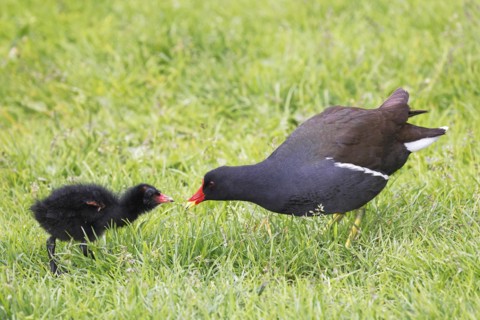 Common moorhen