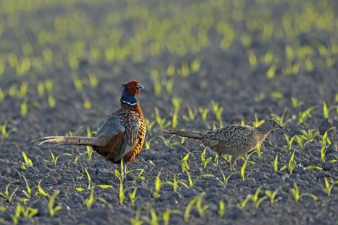 Pheasant