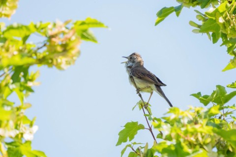 Common whitethroat