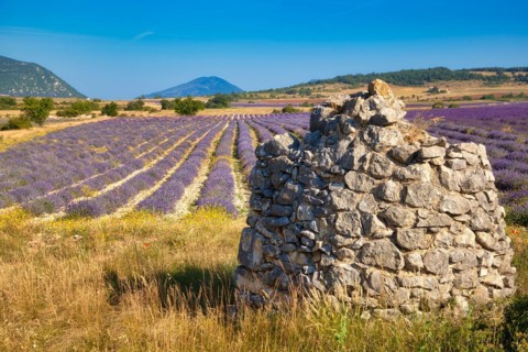 Borie on lavender field
