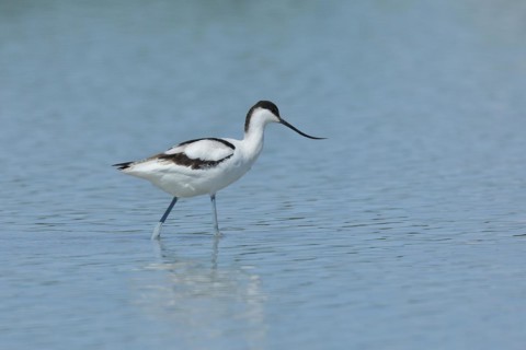 Black-capped avocet