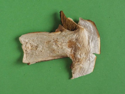 Dried porcini mushroom food