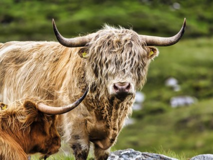 Scottish Highland Cattle