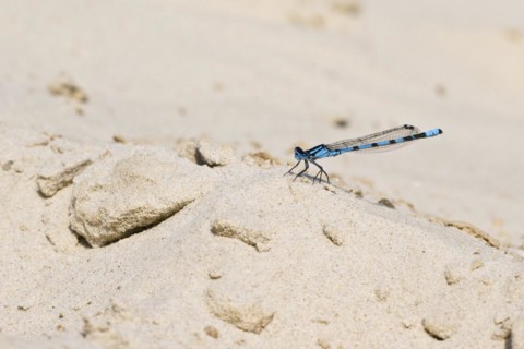 Common blue damselfly