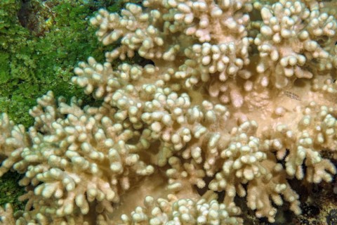 Right Leather coral