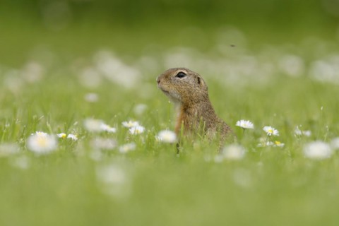 Gopher