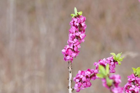 Daphne