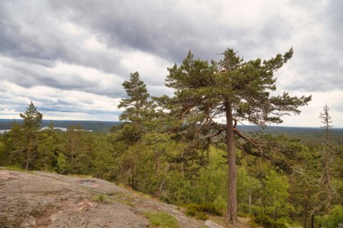 View over the forests