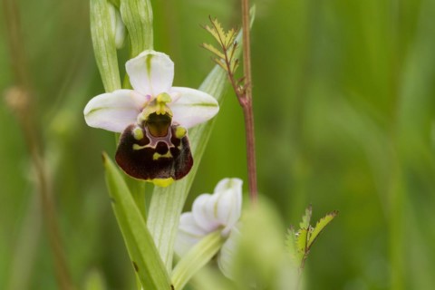Flower of the late spider-orchid