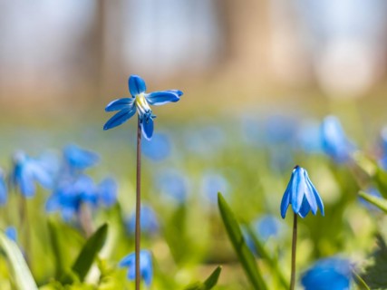 Siberian squill