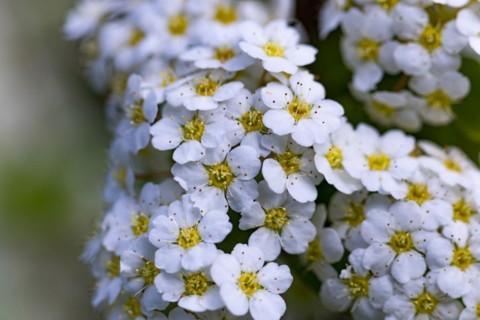 Flowers of the garland spirea