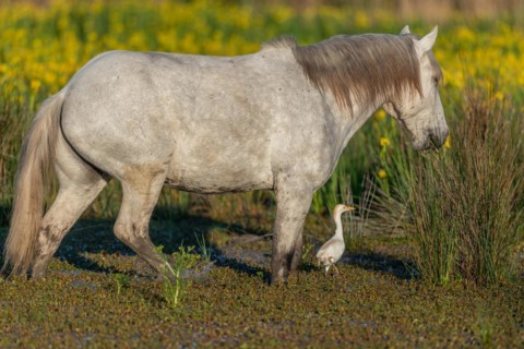 Camargue horse and cattle
