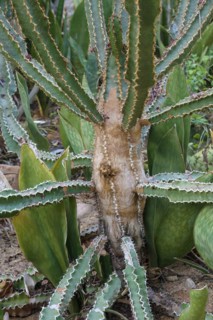 Sansevieria aethiopica