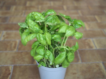 Basil