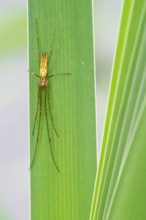 Common stretch-spider