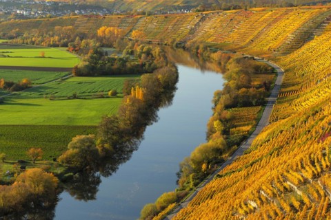 Vineyards on the Neckar in autumn