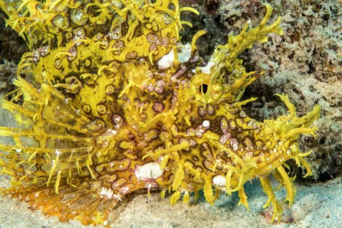 Lateral close-up of head of well-camouflaged yellow popeyed scorpionfish