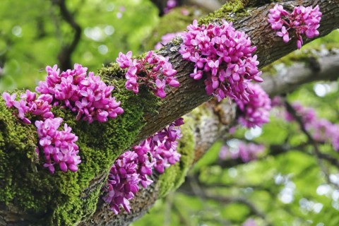 Judas Tree
