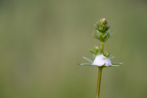 Spittlebug