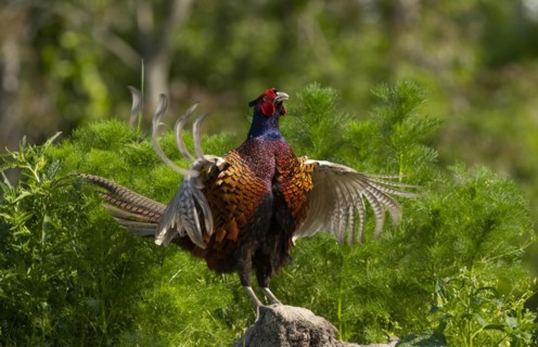 Pheasant