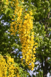 Golden chain