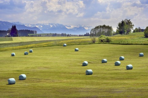 Spring meadows with grass silage bales